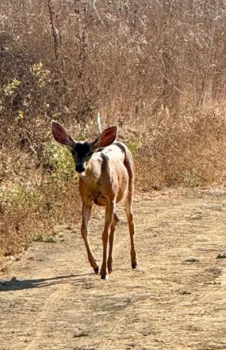 deer la 2.jpg
